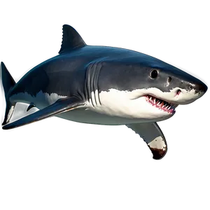 Great White Shark Illustration Png Fdu43 PNG Image