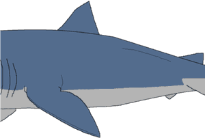 Great White Shark Clipart Sharks And Minnow - Shark Clipart PNG image with transparent background