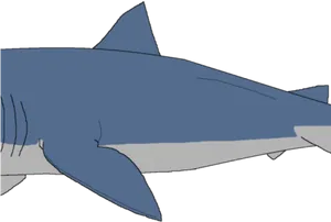 Great_ White_ Shark_ Illustration.png PNG Image