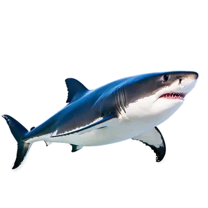 Great White Shark In Action Png 13 PNG Image