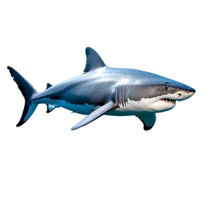 Great White Shark In Natural Habitat Png Uoh PNG Image