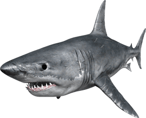 Shark Png - Great White Shark Png PNG image with transparent background