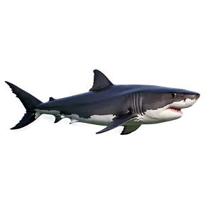 Great White Shark Profile Png Qky81 PNG Image