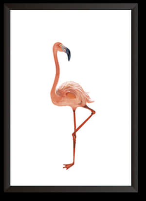 Greater Flamingo, HD Png Download PNG image with transparent background
