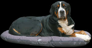 Greater_ Swiss_ Mountain_ Dog_on_ Bed PNG image with transparent background
