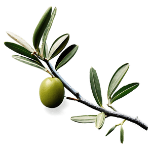 Greek Olive Branch PNG ump55 PNG with transparent background