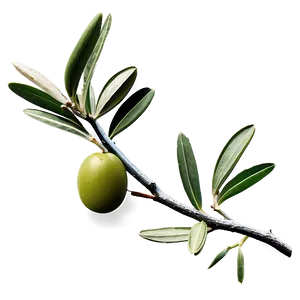 Greek Olive Branch Png Ump55 PNG Image