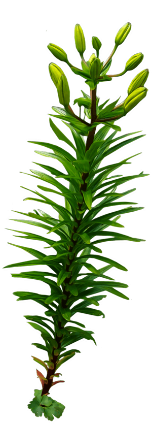 Green Aquatic Plant Budding PNG image with transparent background