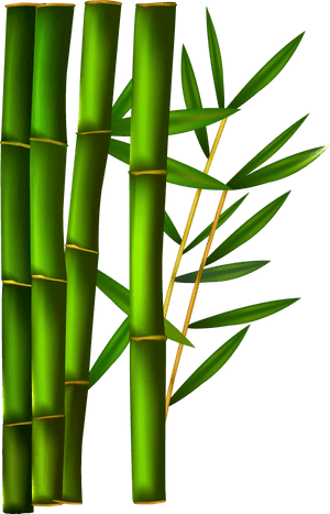 Bamboo Png - Transparent Background Bamboo Clipart, Png Download PNG with transparent background