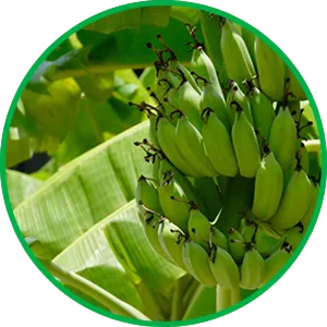 Green Banana Bunch Growth PNG Image