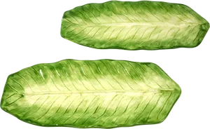 Green Banana Leaves Isolated PNG Image