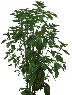 Foliage Plant Texture, HD Png Download PNG with transparent background