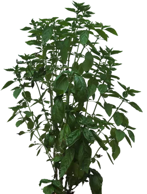 Green Basil Plant Isolated PNG Image