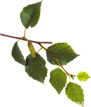 Green Birch Leaves Branch PNG Image