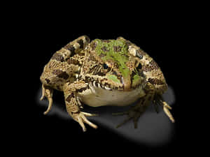 Green Brown Frog Black Background PNG image with transparent background