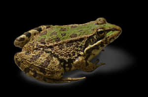 Green Brown Frog Black Background PNG image with transparent background