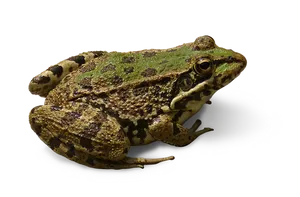 Green Brown Frog Black Background PNG Image