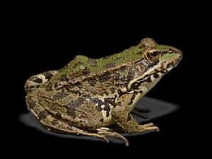 Green Brown Frog Black Background PNG image with transparent background