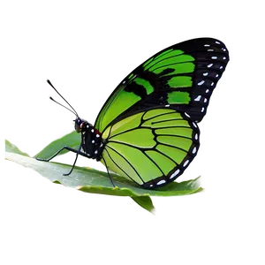 Green Butterfly In Garden Png Fbk PNG Image