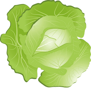 Red Cabbage Kohlrabi Clip Art - Cabbage Clipart Png, Transparent Png PNG image with transparent background