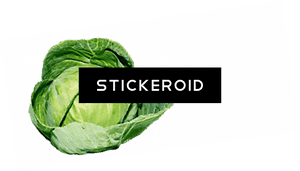 Organic Green Cabbage - Cruciferous Vegetables, HD Png Download PNG image with transparent background