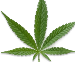 Green Cannabis Leaf Black Background PNG Image