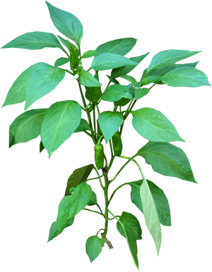 Vegetable Plant Png - Vector Planta Pimienta, Transparent Png PNG image with transparent background