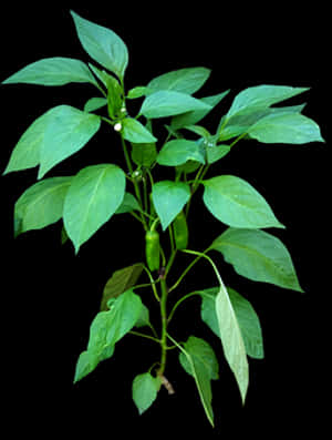 Green Chili Planton Black Background PNG with transparent background
