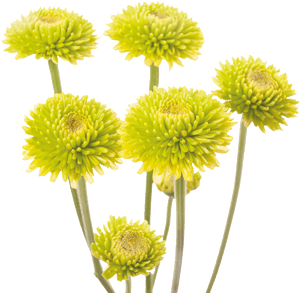 This Product Design Is Yellow Chrysanthemum About Yellow, - Chrysanthemum Png, Transparent Png PNG image with transparent background