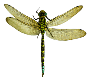 Green Dragonfly Transparent Background PNG image with transparent background