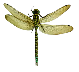 Green Dragonfly Transparent Background PNG Image