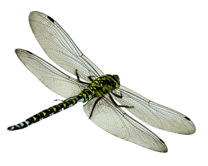 Green Dragonfly Transparent Background PNG image with transparent background