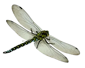 Green Dragonfly Transparent Background PNG Image