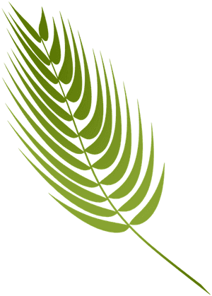 Ash Wednesday Retreat - Palm Sunday Hd Png, Transparent Png PNG image with transparent background