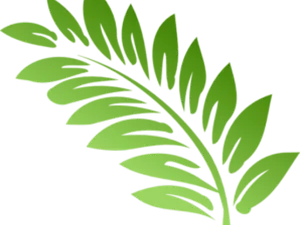 Green Fern Leaf Graphic PNG Image