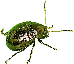 Green Flea Illustration PNG Image