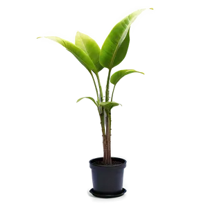 Green Floor Plant Png Jpo PNG Image