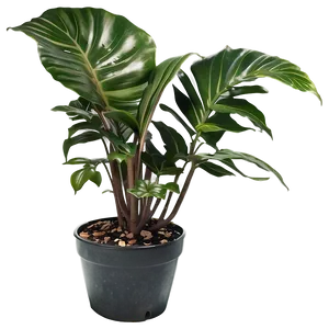 Green Floor Plant Png Yjh PNG Image