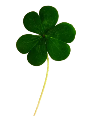 Green Four Leaf Clover Black Background PNG Image