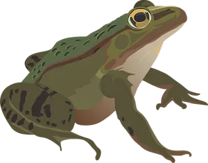 Green Frog Illustration PNG Image