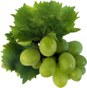 Green Grapeswith Leaves PNG Image