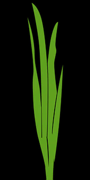 Green Grass Blades Graphic PNG with transparent background