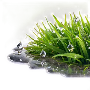 Green Grass With Dew Drops Png Ccr80 PNG Image