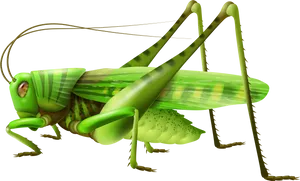 Green Grasshopper Illustration PNG Image