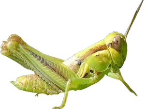 Green Grasshopper Side View PNG Image