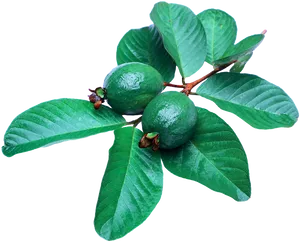 Green Guava Branch Leaves PNG Image