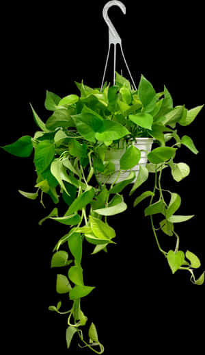 Transparent Hanging Ivy Png - Pothos Hanging Basket, Png Download PNG with transparent background