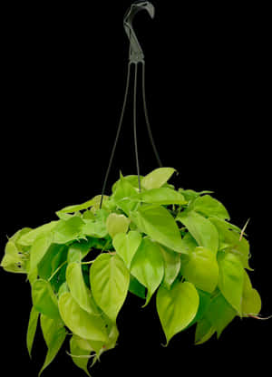 Philodendron Brazil Hanging Basket, HD Png Download PNG
