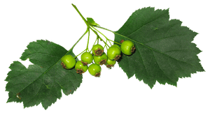 Green Hawthorn Berriesand Leaves PNG image with transparent background