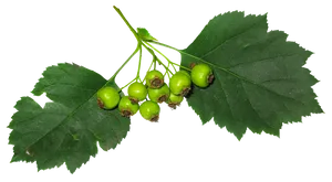 Green Hawthorn Berriesand Leaves PNG Image